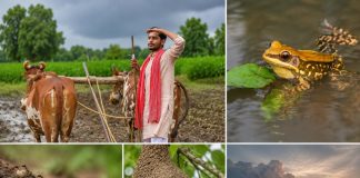 मुंग्यांची धावपळ ते कावळ्यांची घरटी… तंत्रज्ञानाच्या युगातही जिवंत आहे पावसाचा वेध घेणारी पारंपरिक पद्धत!