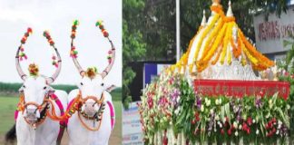 तुकोबांच्या पालखीरथाला संस्थानचीच बैलजोडी