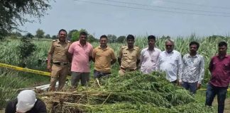 बीड जिल्ह्यात उसाच्या शेतात गांजाची लागवड