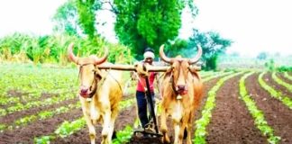 यादीतील शेतक-यांसाठी आधार ‘केवायसी’ अनिवार्य