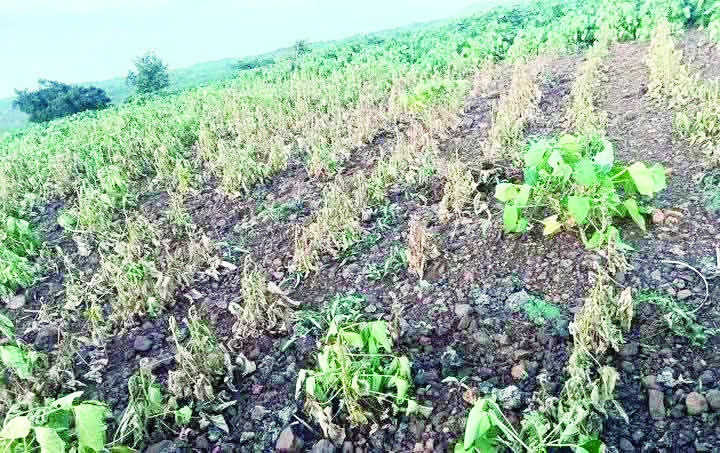 शिरूर अनंतपाळ तालुक्यातील शेतक-यांची अवस्था बिकट