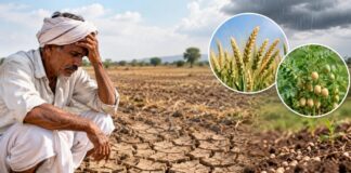 अपु-या पावसाचा रबी हंगामाला फटका!; गहू-हरभरा पेरणीपूर्वीच शेतक-यांसमोर संकट